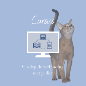 Cursus: Verdiep de verbinding met je dier