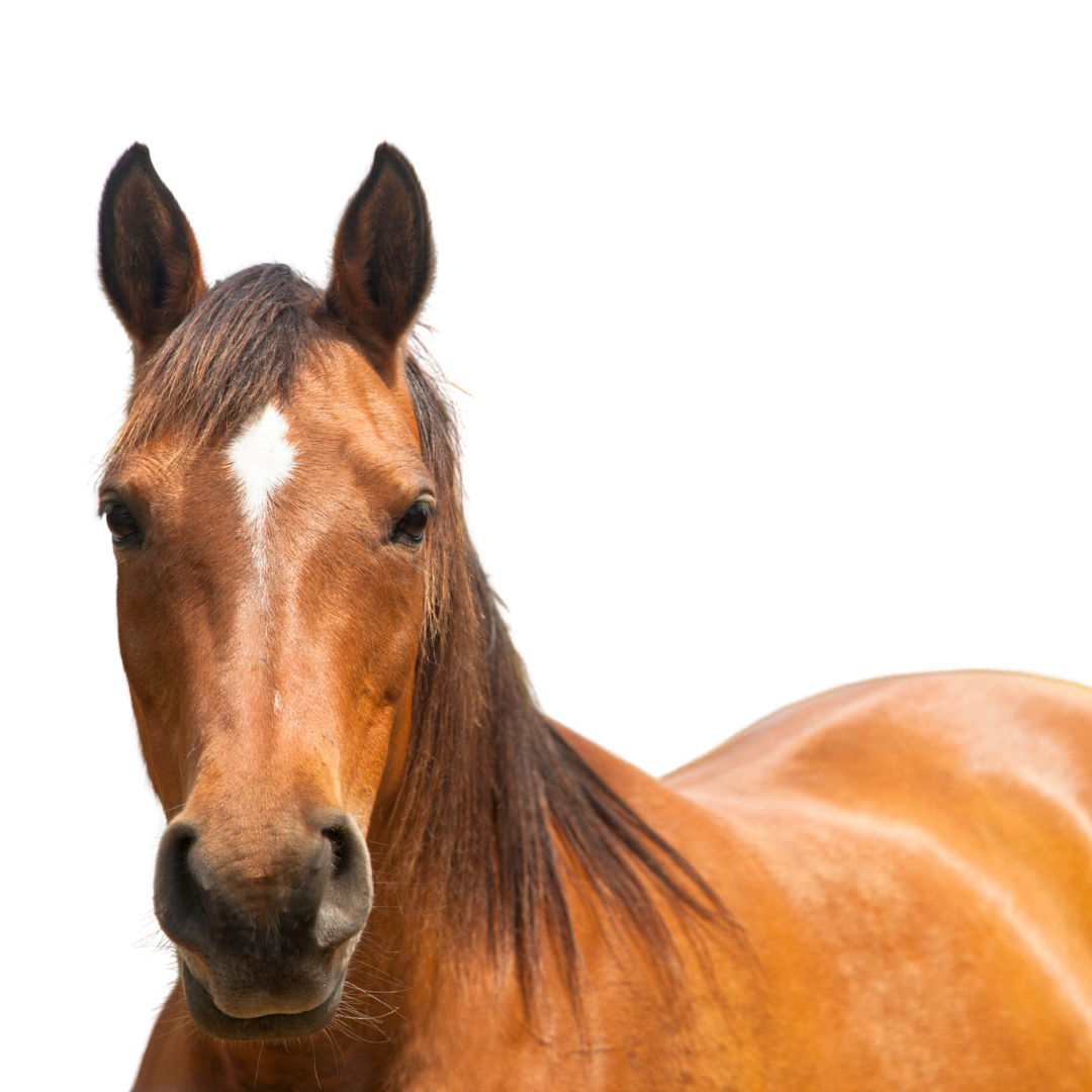 Paardencoach opleiding communicatie paarden